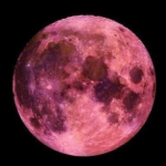 Fenomena Pink Moon Bukan Berarti Bulan Berwarna Merah Muda