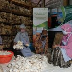 Jamur Lokal Jawa Kini Jadi Bahan Utama Plant-Based Food