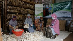 Jamur Lokal Jawa Kini Jadi Bahan Utama Plant-Based Food